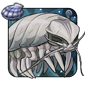 Isopod