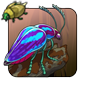 Orchid Beetle